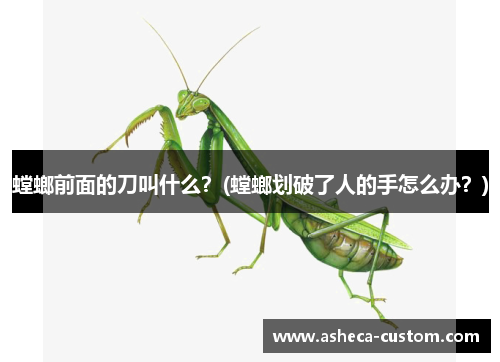 螳螂前面的刀叫什么？(螳螂划破了人的手怎么办？)